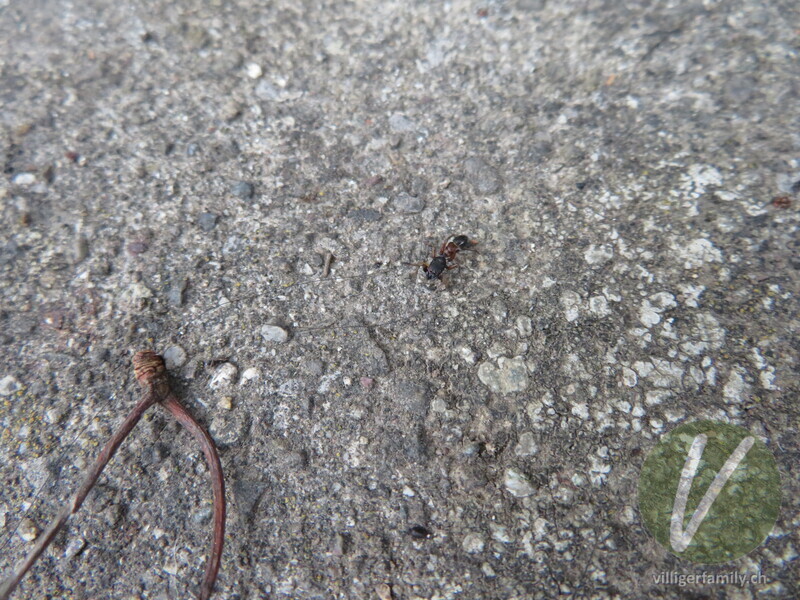 Springspinne (Leptorchestes berolinensis): Übersicht